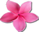 plumeria pink